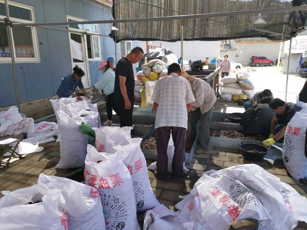 首創(chuàng)集團(tuán)丨農(nóng)民增收 鄉(xiāng)村振興!北京農(nóng)投公司啟動(dòng)對(duì)口幫扶村板栗收購(gòu)_